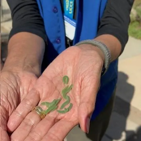 Hand holding multiple caterpillars.