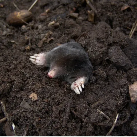 A grey animal with pale pink claws sticking out of a dirt hole in the ground
