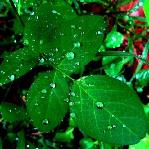 Enjoy the fresh scent and beautiful colors of rain in the garden this weekend. (Photo: Wikimedia Commons)