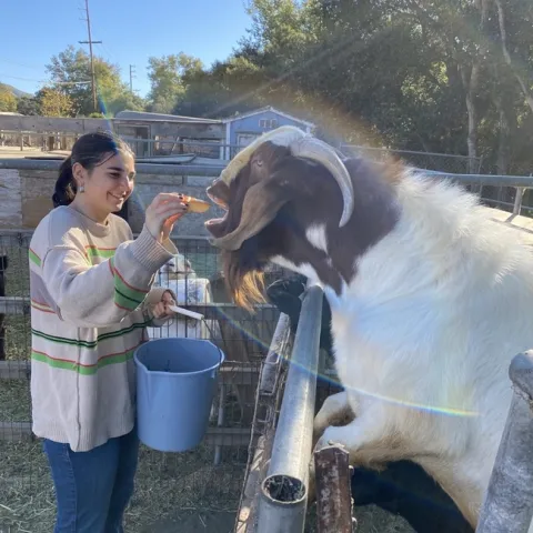 Penny Wrought, 4-H Playa Del Sur member, feeds pumpkin to herd sire, Corn Nut. Photo courtesy of Ana Torres.