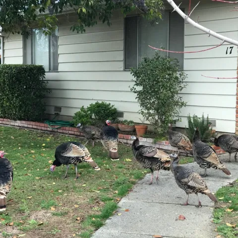 Brown female turkeys on the grass and sidewalk outside of a home.