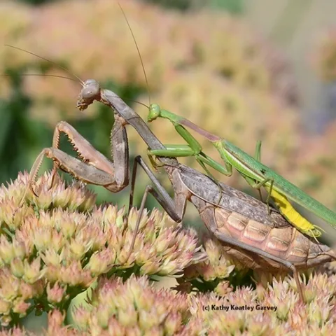 Male (top) and female praying mantises, Stagmomantis limbata, in a Vacaville garden. (Photo by Kathy Keatley Garvey)