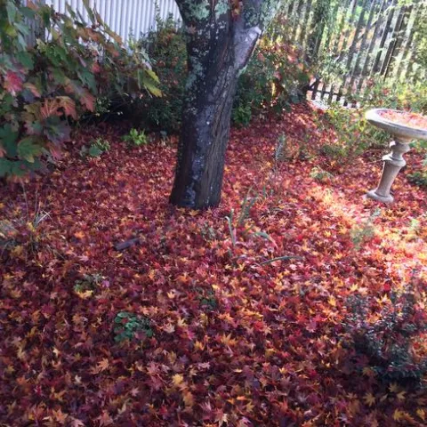 Fallen leaves. Photo courtesy Marie Narlock, UC Marin Master Gardeners..