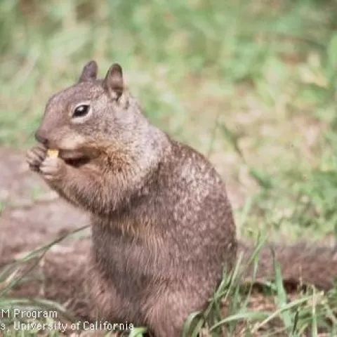 ground squirrel