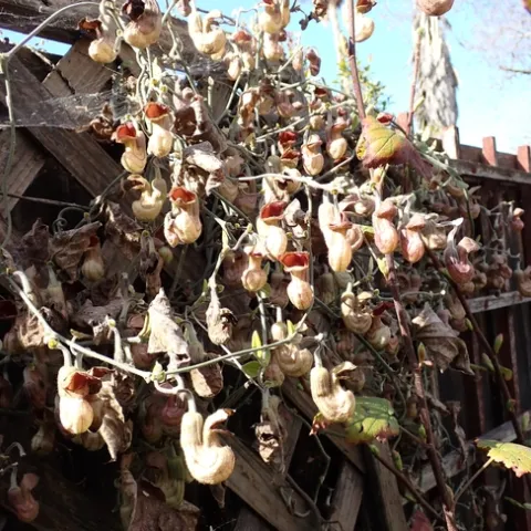 Pipevine flowers, January