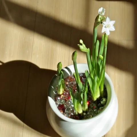 They bloomed! by briannaorg is licensed under CC BY 2.0.