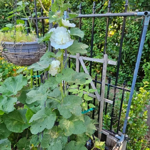 Hollyhock plant in bloom - P. Pashby
