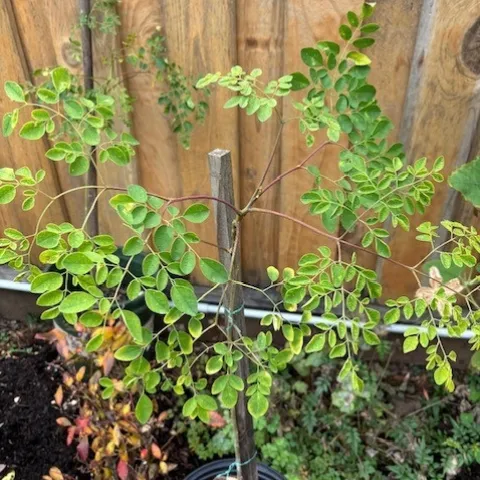 photos by Elvira Deleon