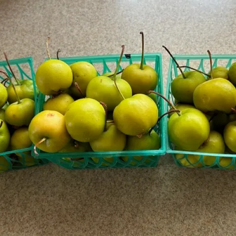 Crabapple harvest. Photos by Karen Metz