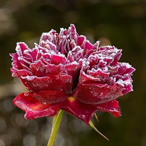 David Austin Rose, The Squire, with hoarfrost on it Wikimedia