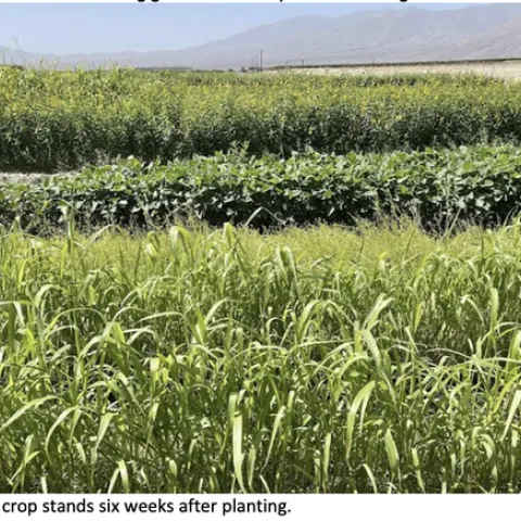 Three types of cold weather cover crops including sunn hemp, cowpea and Sudan grass can be seen growing in rows.