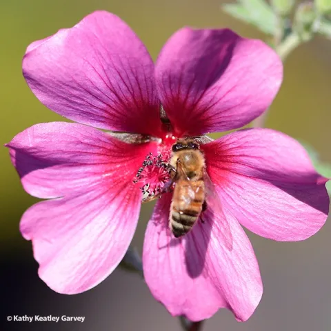 A honey bee today (Dec. 5) forms the centerpiece of a mallow, Anisodontea sp. "Strybing Beauty." (Photo by Kathy Keatley Garvey)