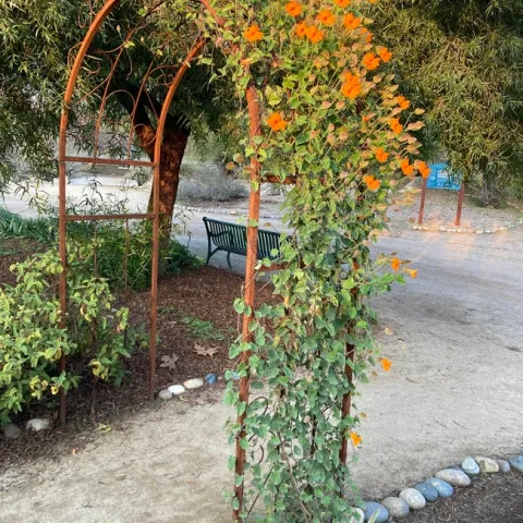 Orange clock vine adds color to the winter garden. This specimen - pictured Dec. 5, 2024, at the Clovis Botanical Garden - was planted by UC Master Gardener Rodger Pachebel. (Photo: Jeannette Warnert)
