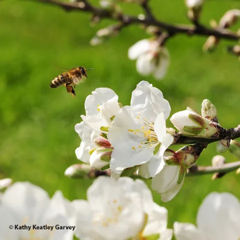 A honey bee heading toward almond blossoms. Managed bees such as bumble bees and honey bees are used to transfer a powder form of a biological control agent from flower to flower. (Photo by Kathy Keatley Garvey)