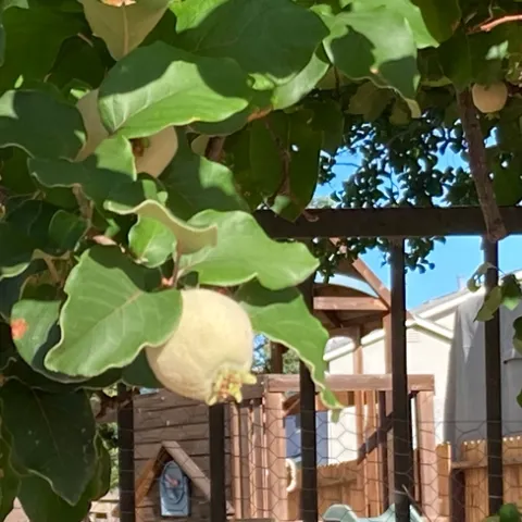 The fruit. photos by Michelle Davis