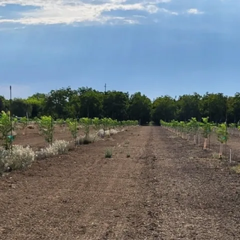 Photo of control plots that received no wood chip application (left) and plots that were treated with spread chips (right)