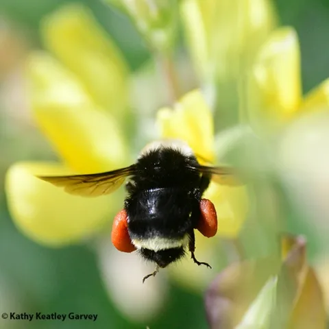 A yellow-faced bumble bee, Bombus vosnesenskii, packing red pollen from a lupine last July at Bodega Bay. (Photo by Kathy Keatley Garvey)