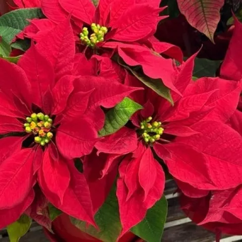 Up-close photo of a Poinsettia