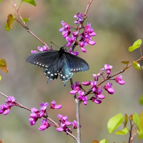 Western redbud and pipevine swallowtail. Photo from Nancy Gilbert, California Native Plant Society