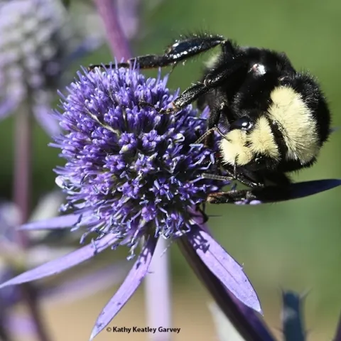 This is one of the bumble bees that microbial ecologist Danielle Rutkowski studies: a yellow-faced bumble bee, Bombus vosnesenskii. (Photo by Kathy Keatley Garvey)