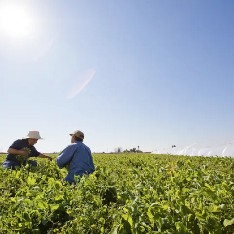 Desde el 2021, la Red de Pequeñas Granjas de UC ANR ha conectado a granjas a pequeña escala con más de 5.8 millones de dólares en asistencia directa al productor para cubrir pérdidas relacionadas con la sequía, inundaciones y otros episodios de clima extremo.