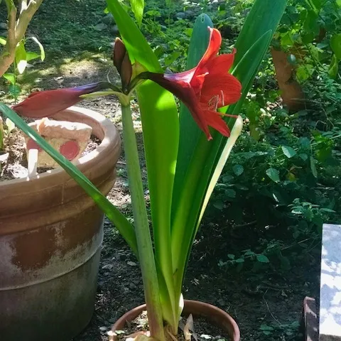 Christmas Amaryllis (C Watter)