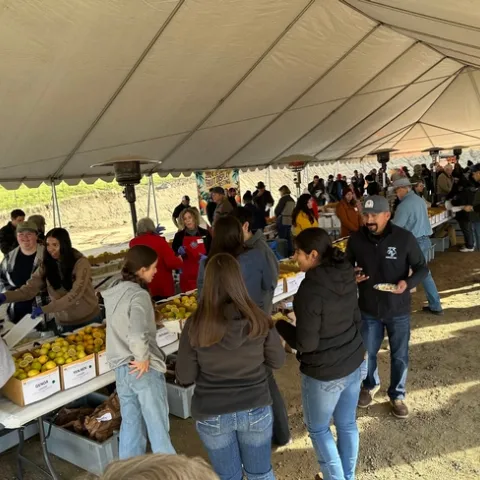 Growers and students taste citrus varieties displayed in boxes on long tables.