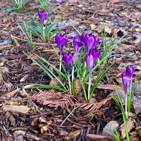 Crocuses are typically the first bulb to flower in spring. These have returned to this local garden year after year. Michell Graydon