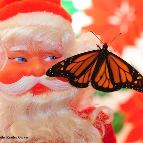 Santa and a monarch. (Photo by Kathy Keatley Garvey)