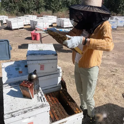 Samantha Murray, the newly selected garden coordinator of the UC Davis Bee Haven, tending bees.