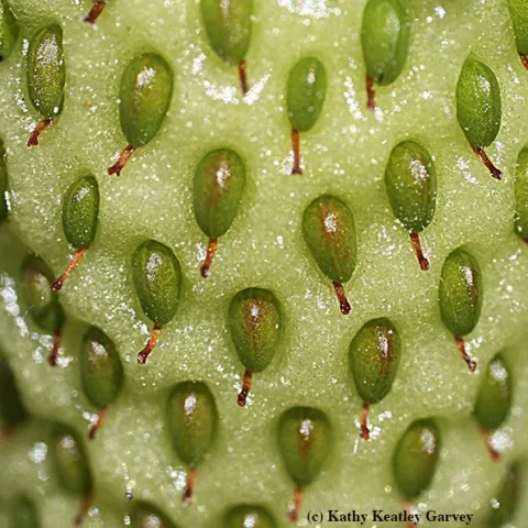 Close-up of seeds in an unripened strawberry. (Photo by Kathy Keatley Garvey)
