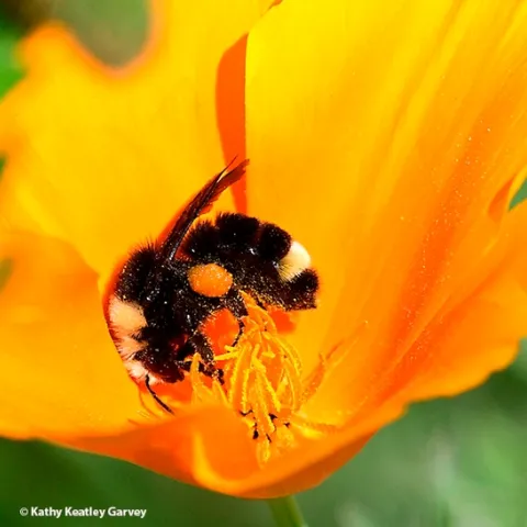 A yellow-faced bumble bee, Bombus vosnesenskii, nectaring on a California golden poppy. (Photo by Kathy Keatley Garvey)