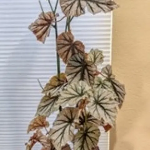 rex begonia michelle krespi