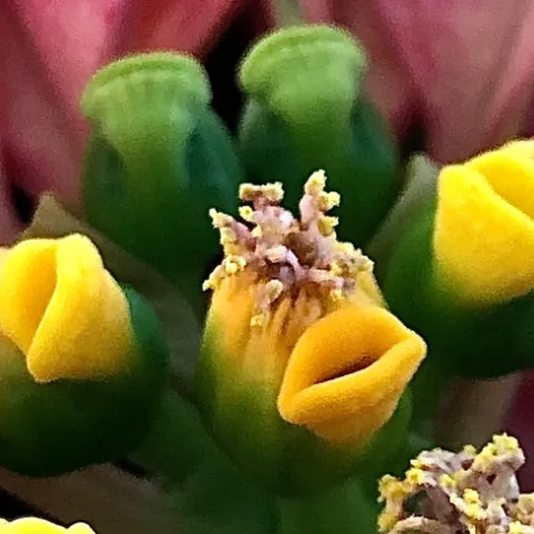 Five spherical shapes. There are 2 in the background are all green and have a closed slit at the top. The 3 in the front have a yellow top that is split into 2 section- one section is covered in a tan hair and the other is split into 2 pieces resembling a mouth.