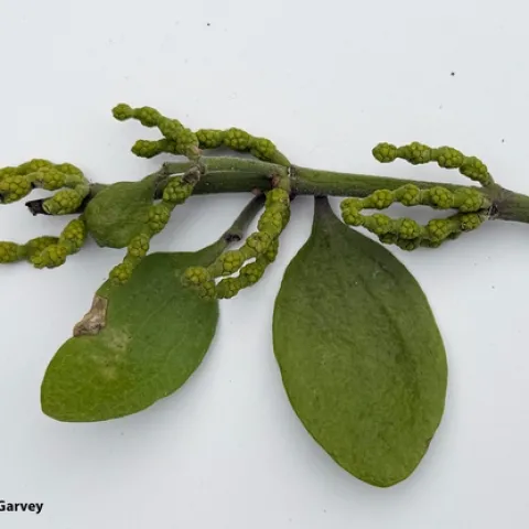 In many parts of Davis, mistletoe is missing. (Photo by Kathy Keatley Garvey)
