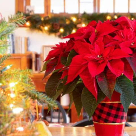 Photo credit: https://pixabay.com/images/search/poinsettia/