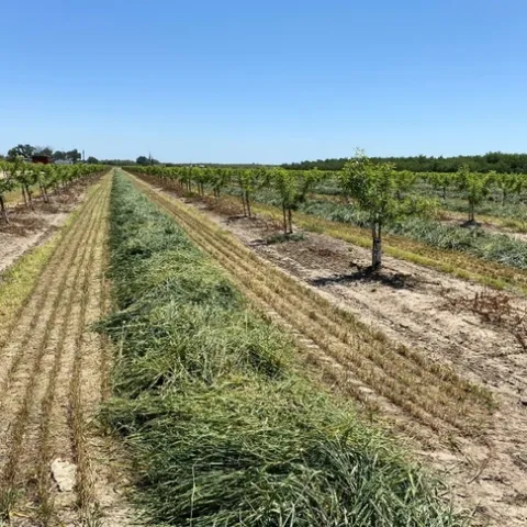 Strips of cover crop grows between rows of a young orchard.
