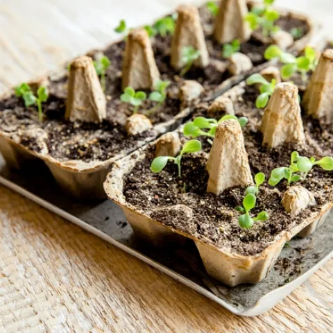 Starting Seeds (handyhometips.com)