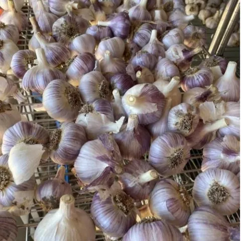 Garlic Bulbs
