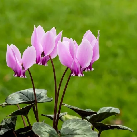 Light pint cyclamen blooming
