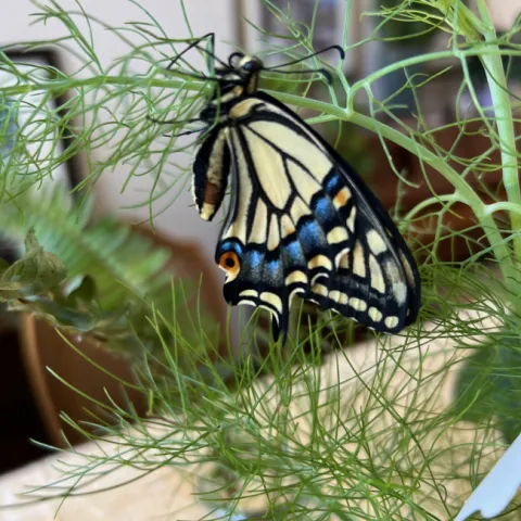 photo by Elvira DeLeon