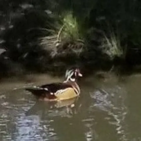 Photo of a duck at Putah Creek UC Arboretum.