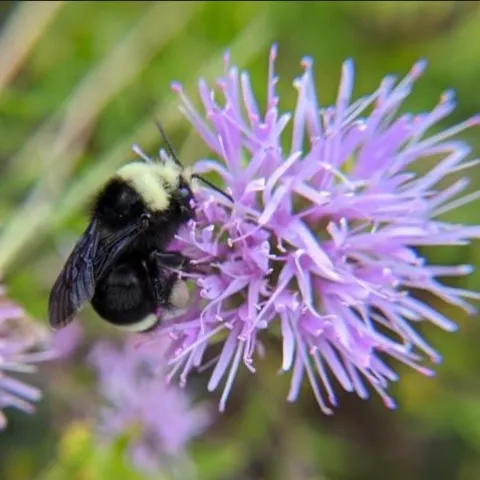 Photo of a bee on a flower.