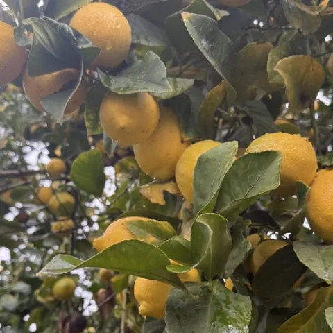 Lemons on a tree.