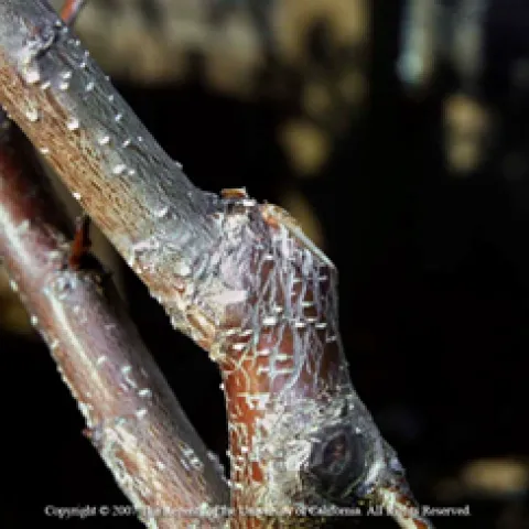 Thinning cut example, Chuck Ingels, Pamela M. Geisel and Maxwell V. Norton