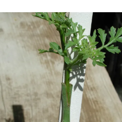 A grafted tomato plant. Photo: UC Davis Tomato Genetics Resource Center Image Library.