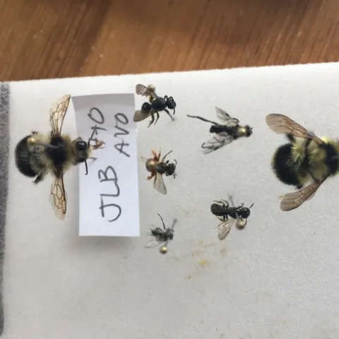 bees pinned 2