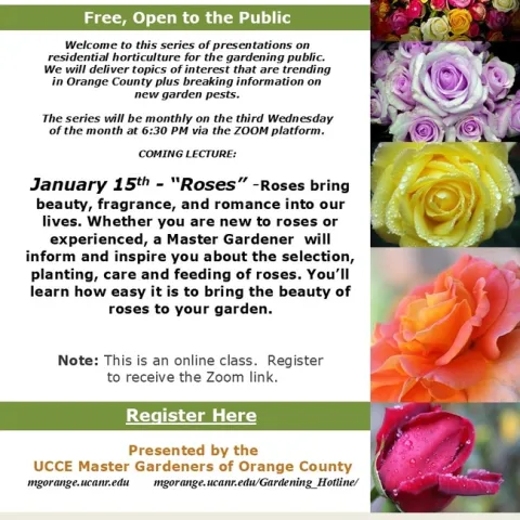 Discover the Magic of Roses: Tips for Every Gardener