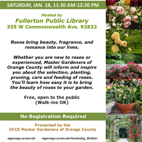 Bring Romance to Your Garden – Master Rose Care with Ease