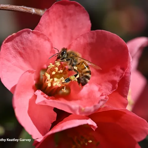 A honey bee foraging on flowering quince, a member of the rose family. (Photo by Kathy Keatley Garvey)